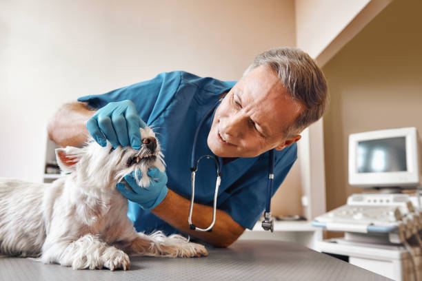 Best Weekend Emergency Dental Services in Franklin, PA